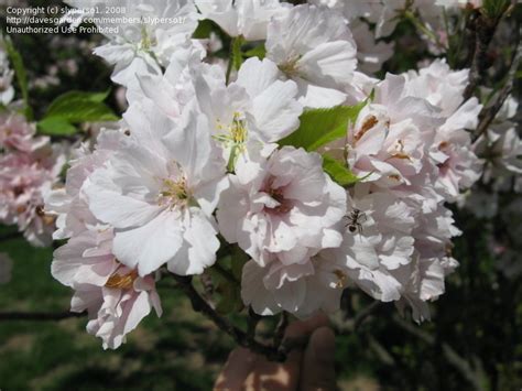 Sep 23, 2021 · japanese flowering cherry trees are known by the names 'kwanzan,' kanzan, and 'sekiyama,' but no matter what you call them, one thing doesn't change: PlantFiles Pictures: Flowering Cherry, Sheraton Cherry ...
