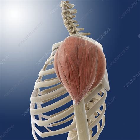 Deltoid Muscle Artwork Stock Image C0145009 Science Photo Library