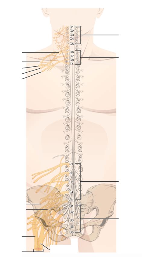 Figure 13 24 Nerve Plexuses Of The Body Diagram Quizlet