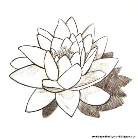 Simple Lily Drawing At Getdrawings Free Download