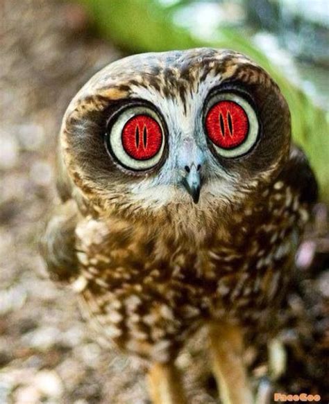 Evil Owl By Sydneyrose23 On Deviantart