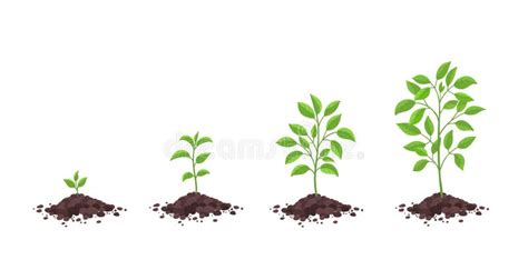 Tree Growth Stages Plant Development Phases Animation Progression