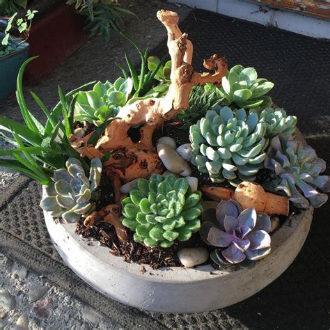 Succulents don't require a lot of maintenance. Beautiful succulent arrangement for delivery today. www ...