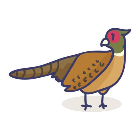 Pheasant Clipart Illustrations Royalty Free Vector Graphics And Clip Art