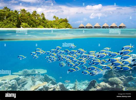 Maldives Island Underwater View With Shoal Of Fish Stock Photo Alamy