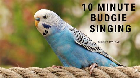 Budgies Sound For 10 Minute Relaxing Music Of Birdsparrots Budgies