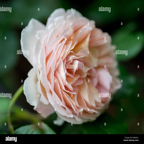Graceful Pale Pink Rose Close Up Stock Photo Alamy