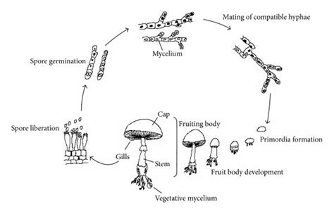 Life Cycle Of Agaricus Bisporus 7 Download Scientific Diagram