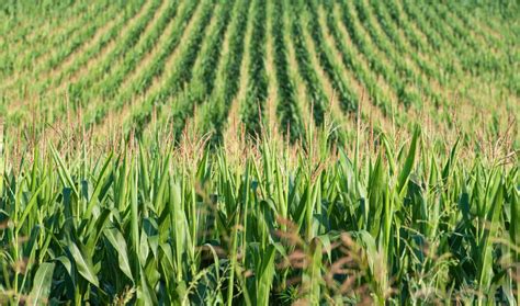 (redirected from differences between malay and indonesian). What Is Crop Production Management? (with pictures)