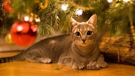 A Cats Guide To Christmas Purrfect Love
