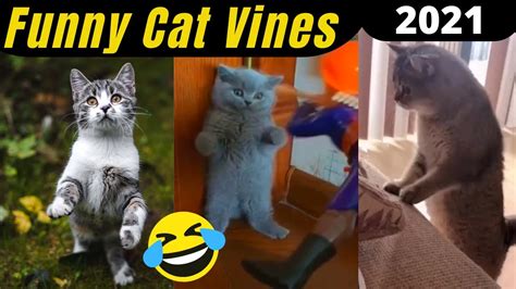 Funny Cat Vines Compilation Try Not To Laugh Challenge 2021 Youtube