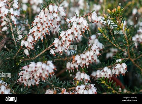 Close Up Of Heather Erica Carnea Golden Starlet A Fully Hardy Evergreen