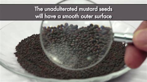 Testing Mustard Seeds Adulteration With Argemone Seeds Fssai Youtube