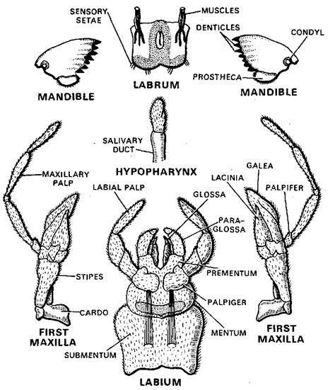 Sketch And Label Mouth Parts Of Cockroach