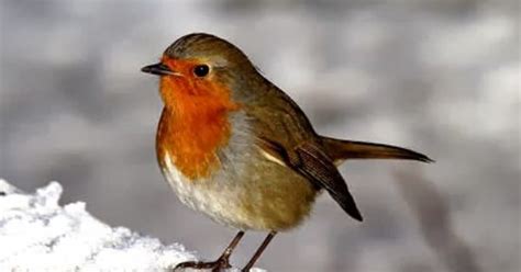 Robin Redbreast Pictures Hd Wallpapers Birds