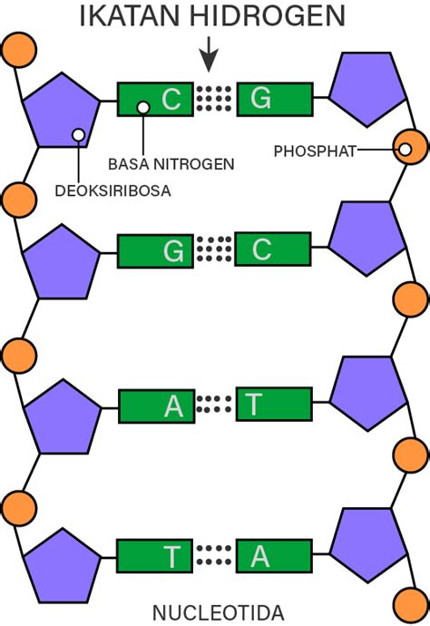 Gambarkan Struktur Nukleotida Dilengkapi Bagian Ba