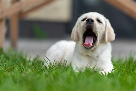 A Small Labrador Retriever Puppy Lies On The Grass And Yawns A Lot