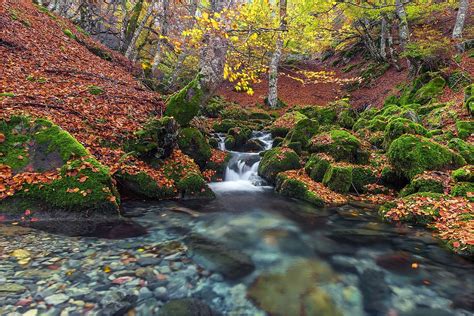Stones Autumn Stream Moss Nature Wallpapers Hd Desktop And Mobile