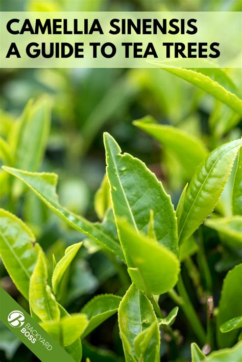 Camellia Sinensis Ultimate Guide To Growing Tea From Seed Growing