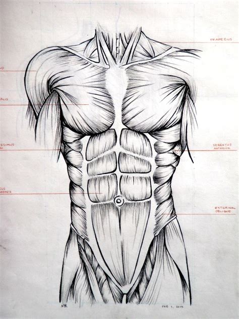 Drawing Abdominal Muscles Anatomia Do Corpo Humano Referência