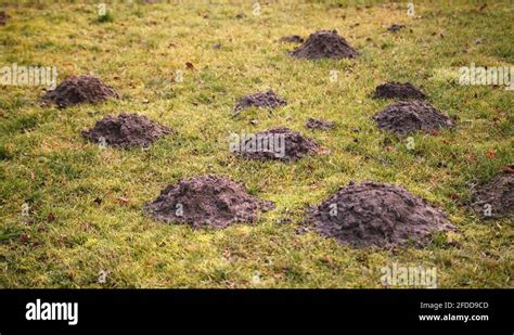 Holes In The Grass Stock Videos And Footage Hd And 4k Video Clips Alamy