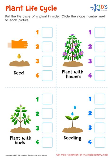 Plant Life Cycle Worksheet For Kindergarten Printable Kindergarten