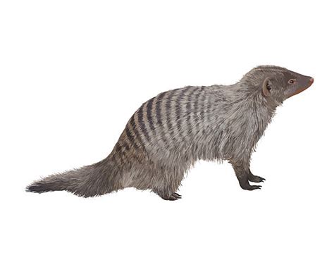 Mongoose Illustrations Royalty Free Vector Graphics And Clip Art Istock