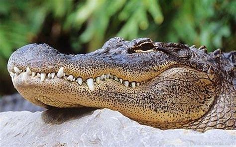 Face Of Alligator