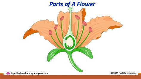 Parts Of Flower And Their Functions Important Parts Of Flower Reproductive Organ Of A Plant
