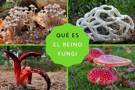 Reino Fungi qué es características clasificación y ejemplos Resumen