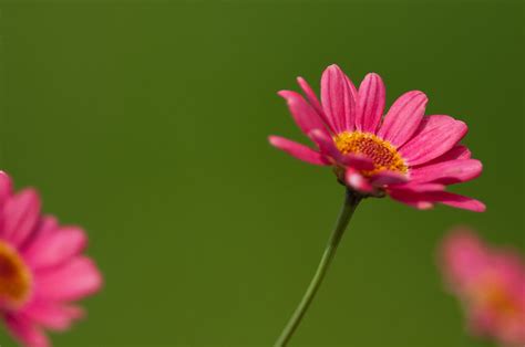 Breathtaking Flowers A Gallery On Flickr