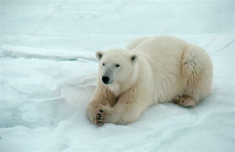 Polar Bear Ursus Maritimus Stock Image Z9270218 Science Photo