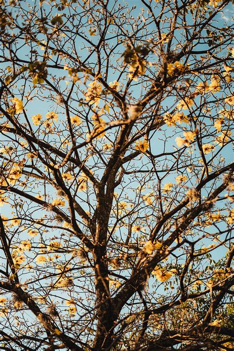 Tree Branches Flowers Flowering Hd Phone Wallpaper Peakpx