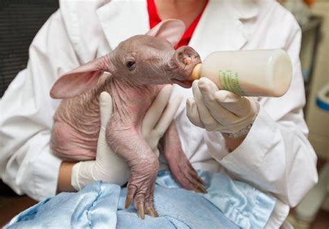 Busch Gardens Baby Aardvark Heads Out For A Stroll Zooborns