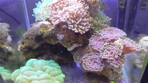 New Orange Octobuble Frogspawn Coral Youtube