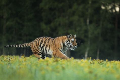 Siberian Tiger In Beautiful Habitat Amur Tiger Running In The Grass