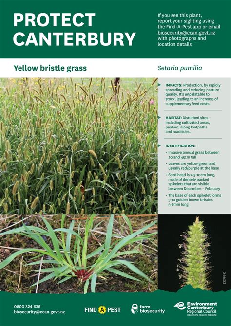 Protect Canterbury Yellow Bristle Grass Smaller Travis Wetland