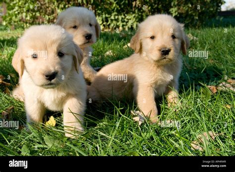 Golden Retriever Akc 6 Week Old Puppies Stock Photo Alamy