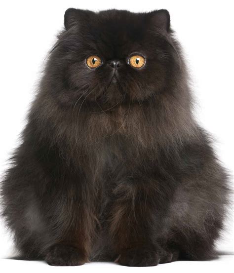 Black Cat Breeds Which Ones Make The Best Pets