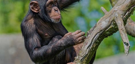 More Fast Twitch Muscles Make Chimpanzees Stronger Than Humans