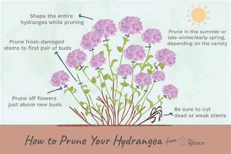 Care for potted hydrangeas over winter. How to Prune Different Kinds of Hydrangeas (With images ...