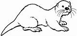 Otter Coloring Pages Print Kids Color sketch template