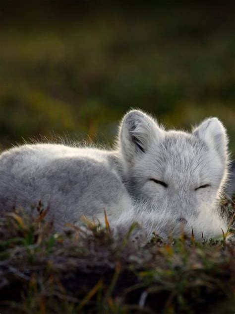 Sleeping Arctic Fox Bing Wallpaper Download
