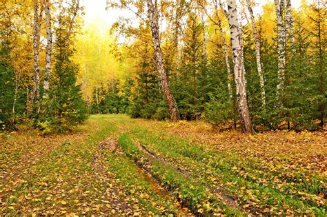 Фото осенние цвета цвета осени осенний лес - бесплатные картинки на Fonwall