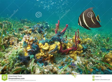 Colorful Underwater Marine Life Caribbean Sea Stock Photo