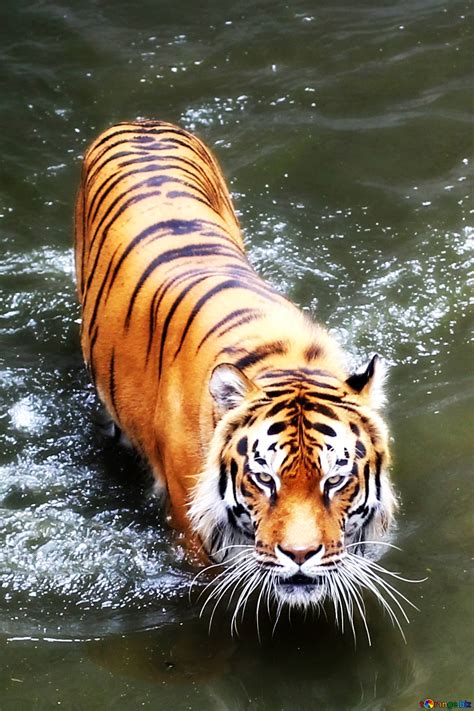 Tiger On Water Best Images №230608