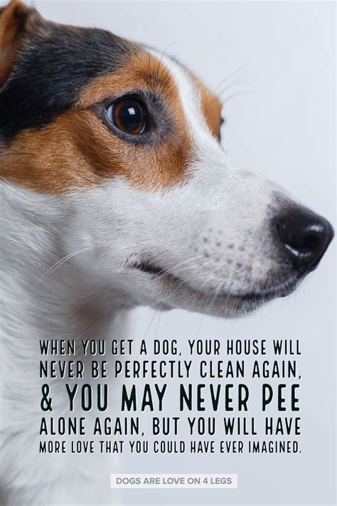 Funny Quotes By Dogs Shortquotescc
