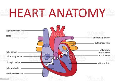 Heart Anatomy Stock Vector Art 483763858 Istock