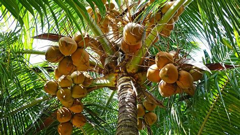 Coconut Tree With Coconut Earthflora Coconut Palms 15 Coconut