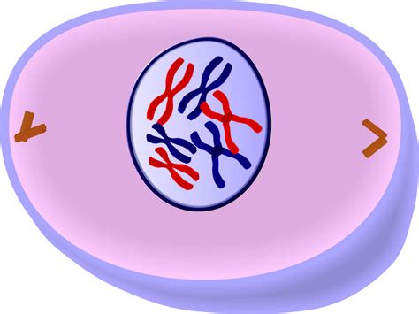 Are you looking for information on plant cell organelles and their functions? EduPic Cell Drawings